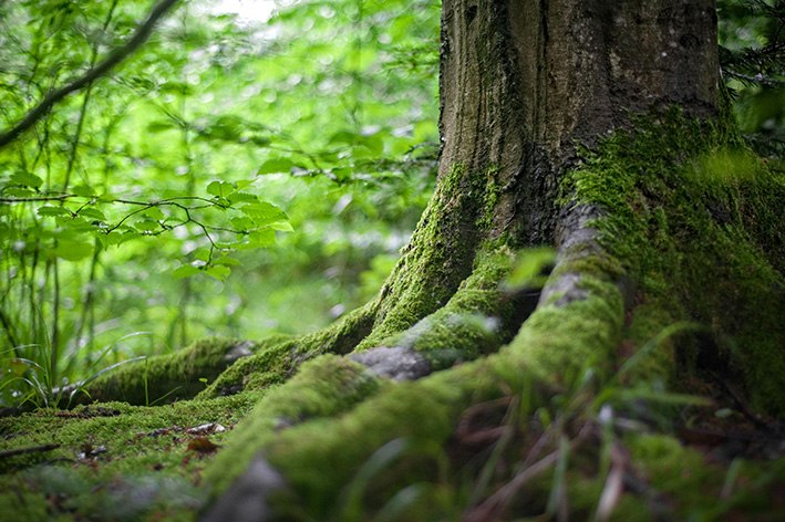 10 Skogsbruksplaner Solo