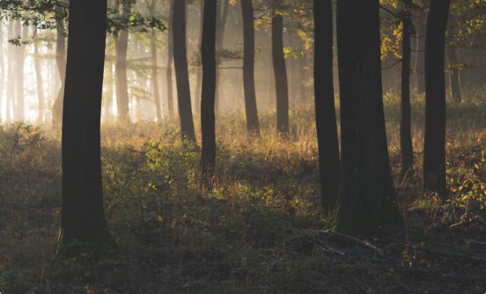 Placeholder Misty Forest In The Morning