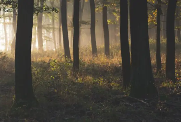 Placeholder Misty Forest In The Morning