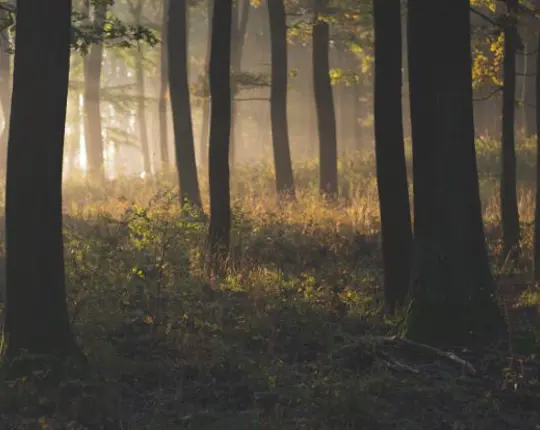 Placeholder Misty Forest In The Morning