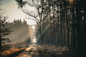 Certifiera Skog Med Skogsbrukplan