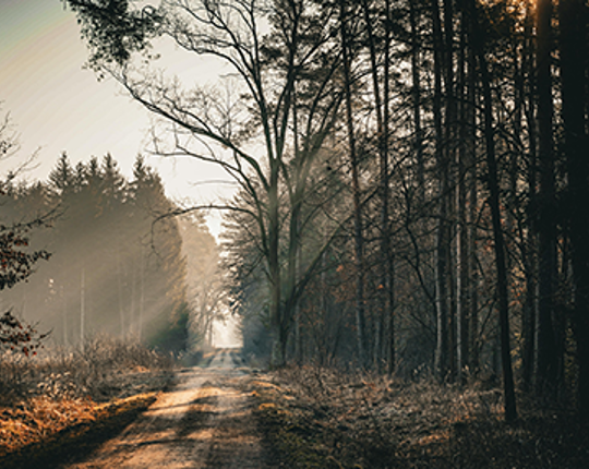 Certifiera Skog Med Skogsbrukplan