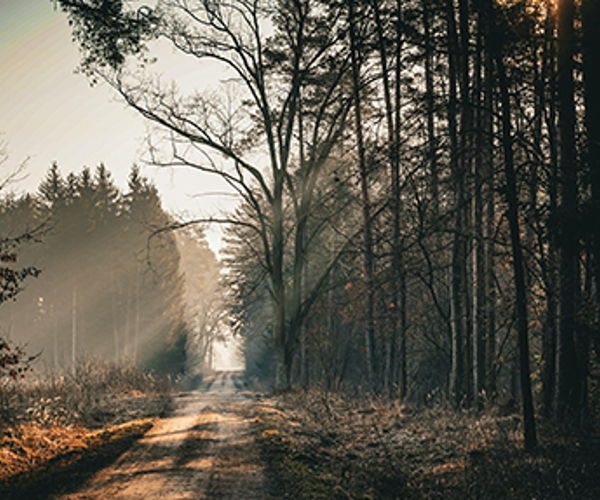 Certifiera Skog Med Skogsbrukplan