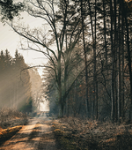 Certifiera Skog Med Skogsbrukplan