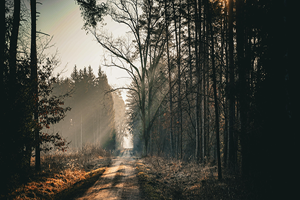 Certifiera Skog Med Skogsbrukplan