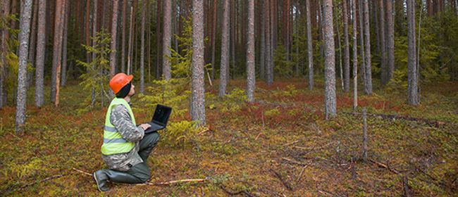 Tips När Du Uppdaterar Skogsbruksplanen